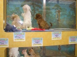 Pet expert Steve Dale describes his efforts to fight puppy mills