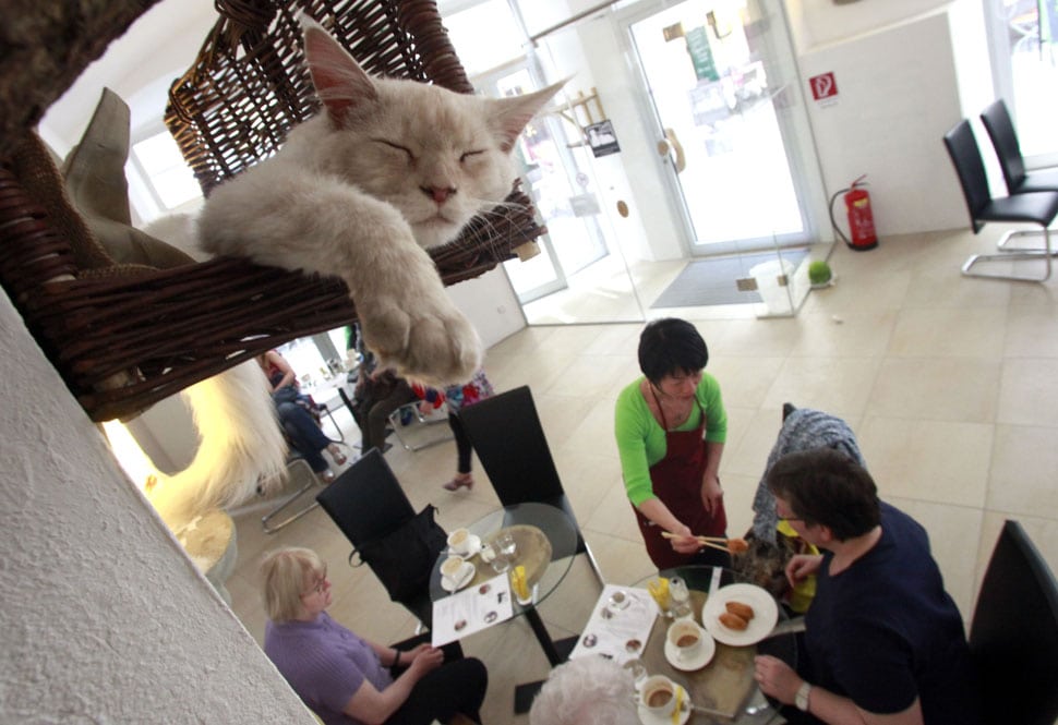 Cat cafes first took off in Japan, then Europe and more recently in the U.S.