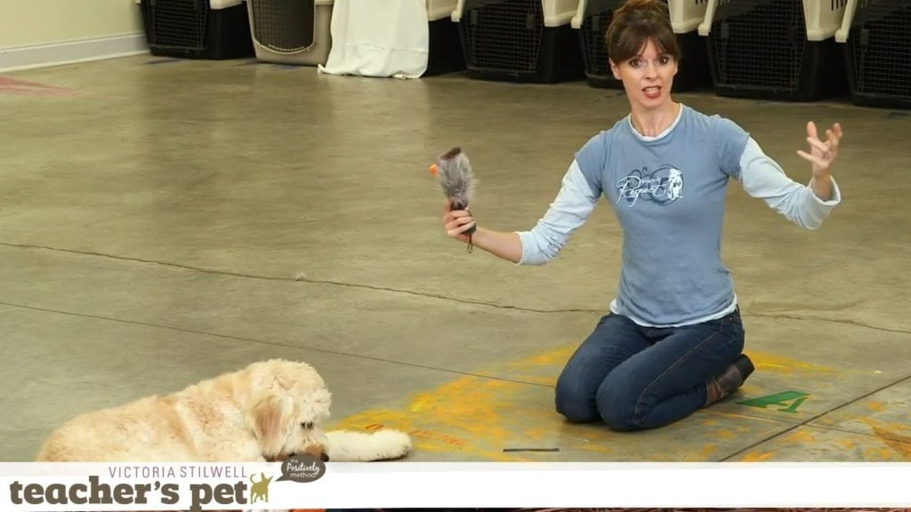 Pet expert Steve Dale writes about what to look for and not to look for in a dog trainer
