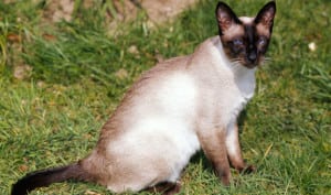 Some overweight outdoor cats are a tad to portly to hunt