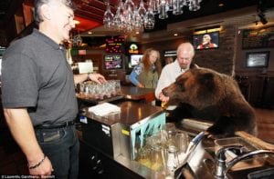 maybe it can happen - a bear in a bar