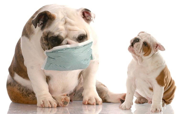 Dog flu is now in Boston