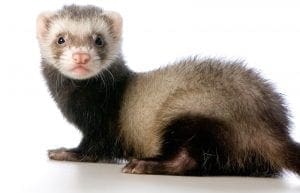 ferrets legal