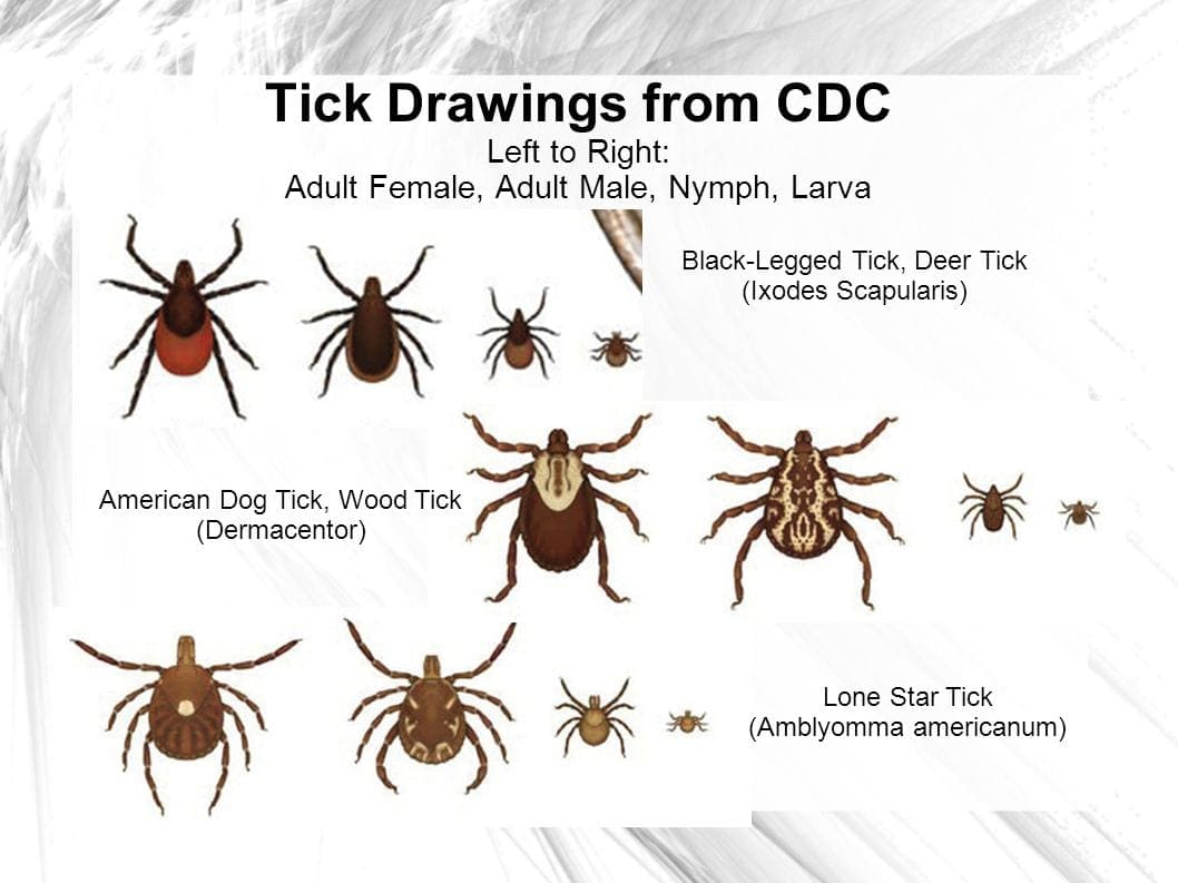 Dr. Michael Dryden on preventing tick disease in dogs with ...